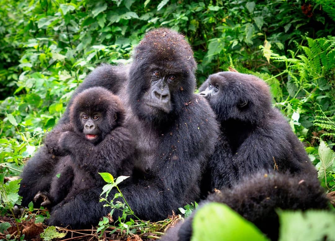 Monkey Conservation